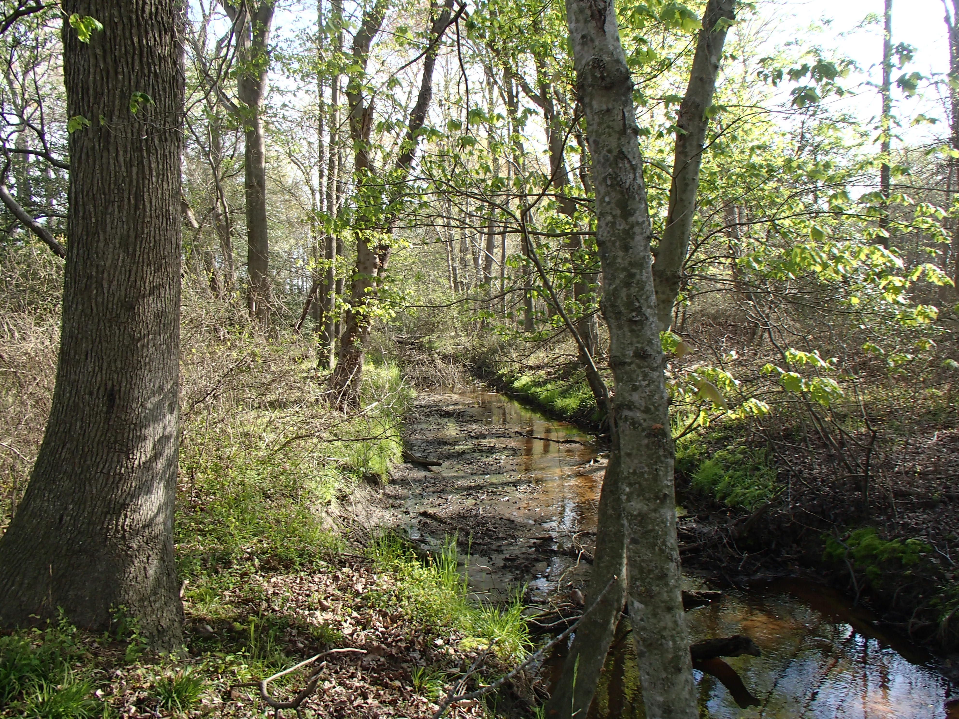 Field photo showing stream conditions at site LOPC-101-R-2016_Midpoint looking upstream